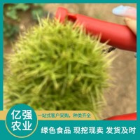 新鮮板栗 甘甜芳香 營養(yǎng)豐富 提供收貨場地 億強